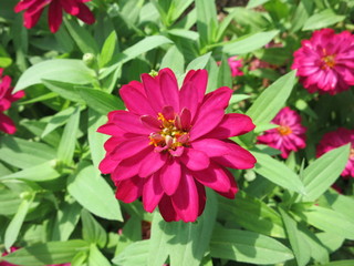 Obraz premium ジニア 赤