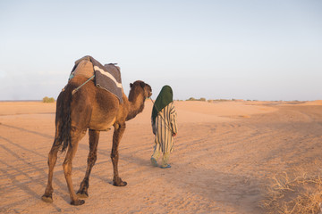 The arabian guide lead camel in Sahara desert