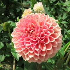 ヒナギク　デイジー