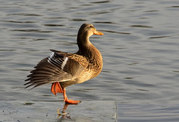 Duck