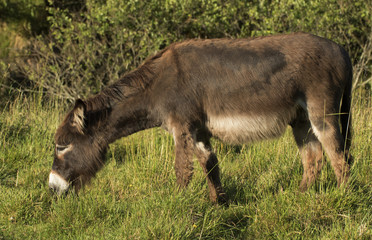 donkey 