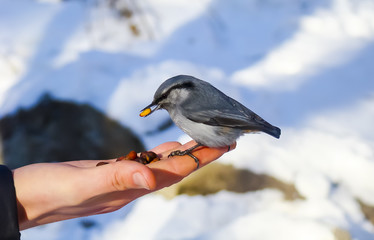 Bird