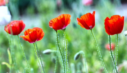 Five flowers Coquelicot tilted in wind with red color of flowers, smooth and the hairs on the body to increase focus shimmering flowers Coquelicot