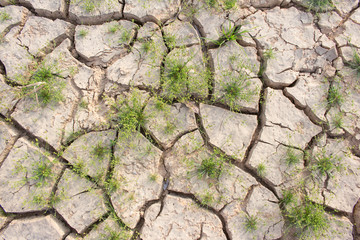 Small tree in crack soil