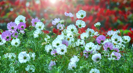 Naklejka premium Cosmos Bipinnatus flower forest towards the sun gives light shimmering from the fragile petals makes your day more vitality