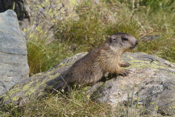 Cucciolo di marmotta