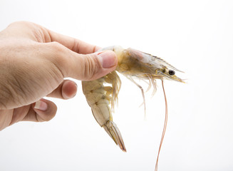 raw shrimps on white background