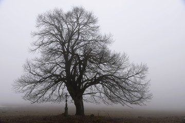 Baum im Nebel