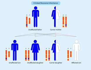 X-linked recessive inheritance