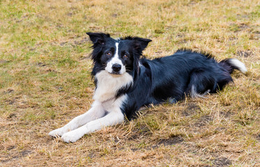 Border Collie lies.  The Border Collie lies on the grass in the park.