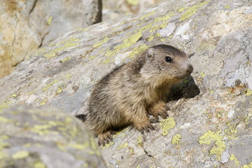 Cucciolo di marmotta