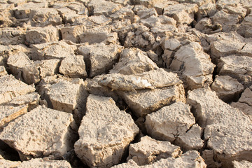 Dead fish on drought land