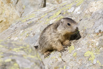 Cucciolo di marmotta