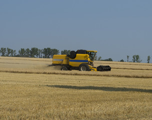 Fototapeta premium the car collects grain in the field