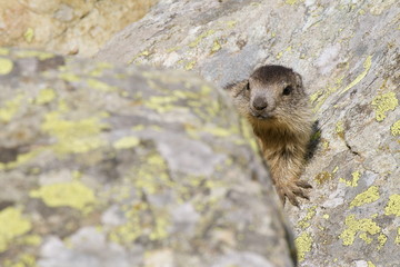 Cucciolo di marmotta