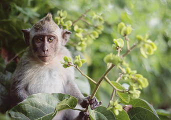 Long tailed macaque monkeys baby