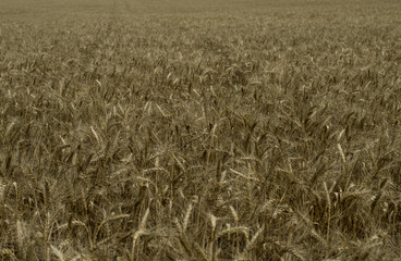 the ripened wheat field close up