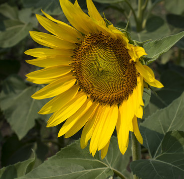 the beautiful flower of sunflower looking aside