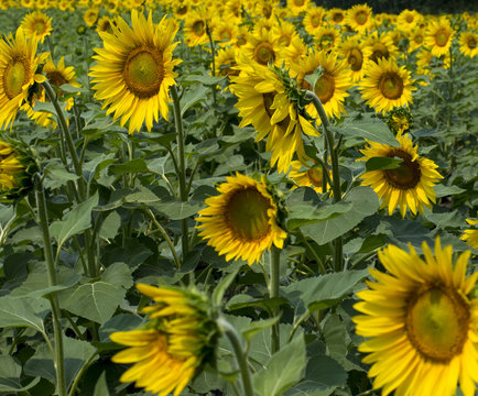 summer field of bright sunflowers