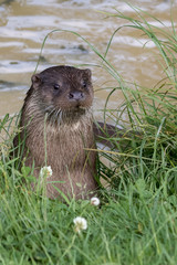 Otter emerging from the water onto grassy bank