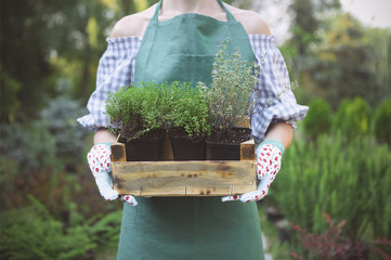 Woman holding a box with plants in her hands in garden center - obrazy, fototapety, plakaty
