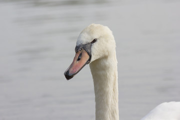 Schwan in der Natur