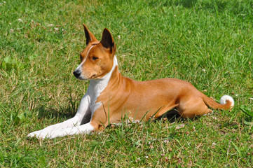 Basenji dog in a grass