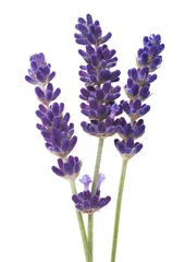 Foto op Plexiglas Lavendel bloemen geïsoleerd op witte achtergrond © Scisetti Alfio