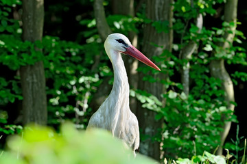 White Stork (Ciconia ciconia)