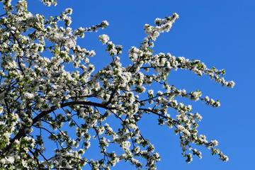 Apple tree in blossom