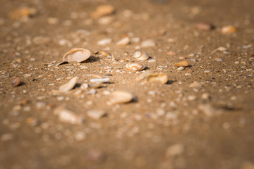 Muschel am Strand mit vignette als Makro