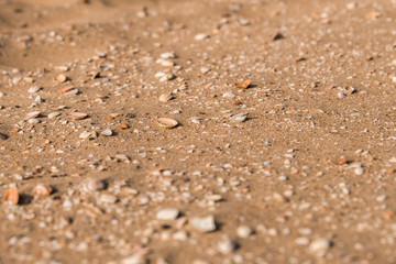 Sandstrand mit zerstörte Muscheln