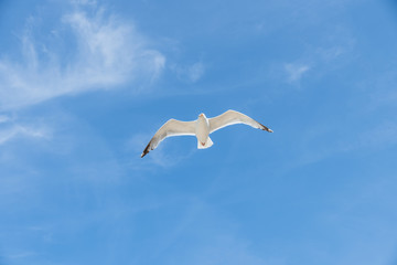 Möwe beim Fliegen mit blauen Himmel als Hintergrund