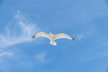 Möwe fliegt unter dem blauen Himmel als Hintergrund