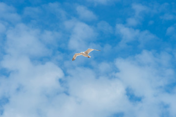 Möwe gleitet unter dem blauen Himmel als Hintergrund