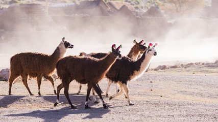 llamas of bolvia in the altiplano  of bolivia