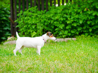 Jack Russell Terrier