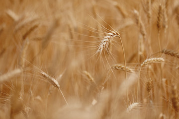 Ear of the wheat on field. Composition of the nature