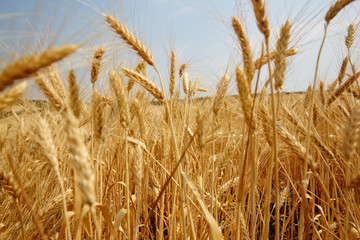 Ear of the wheat on field. Composition of the nature