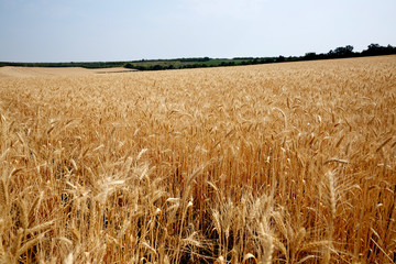 Ear of the wheat on field. Composition of the nature
