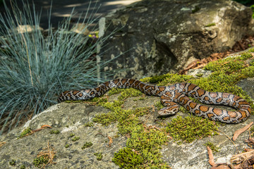Eastern Milk Snake