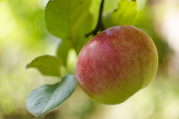 Single apple on the tree close up. Fruit garden