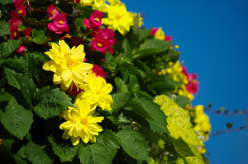 ダリアとベゴニア