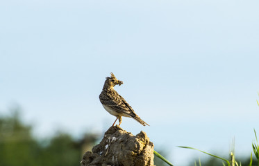 Crested lark