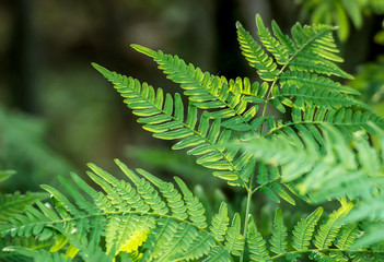 Green fern
