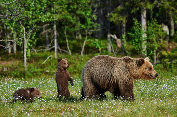 Fototapeta premium mother bear and cubs