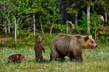 mother bear and cubs