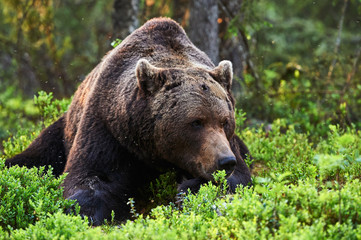 Obraz na płótnie Canvas houghtful brown bear