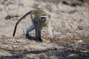 Fototapeta premium Vervet monkey drinking water from pond with dry mud