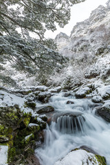  waterfall and beech forest in snow